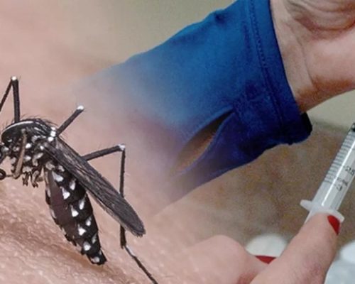 Brasil aprova primeira vacina contra a chikungunya: proteção de 98,9%