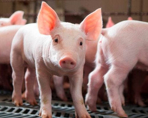 Campanha de atualização de estoque de rebanhos começa em MT nesta quinta-feira (1)