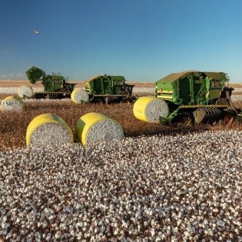 Clima favorece safra de algodão em Mato Grosso, mas excesso de chuvas em maio preocupa produtores