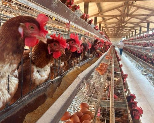 Mato Grosso intensifica barreiras sanitárias para impedir entrada da gripe aviária no Estado