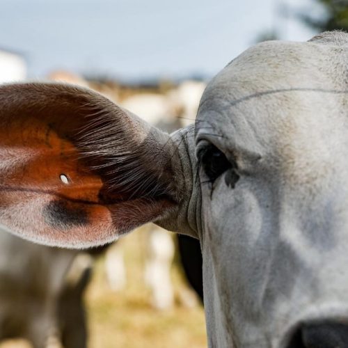 Campanha estadual de atualização de rebanhos termina na terça (10)
