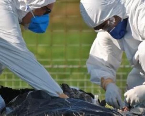 MT registra duas suspeitas de gripe aviária em humanos; nove pessoas são monitoradas em Campinápolis