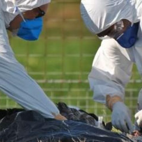 MT registra duas suspeitas de gripe aviária em humanos; nove pessoas são monitoradas em Campinápolis