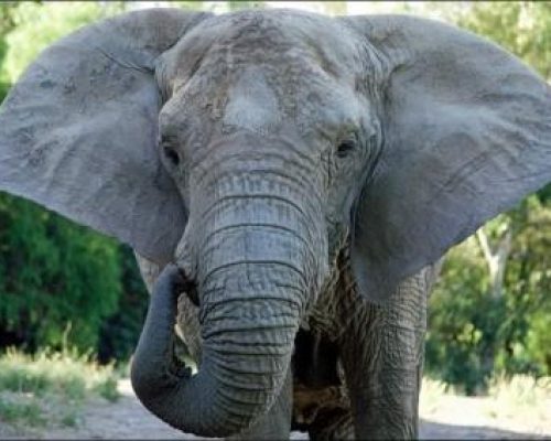 Última elefanta da Argentina está a caminho de Chapada dos Guimarães; trajeto pode ser acompanhado ao vivo