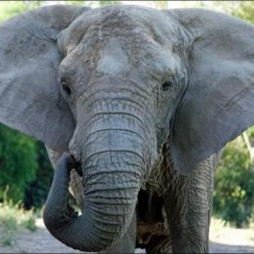 Última elefanta da Argentina está a caminho de Chapada dos Guimarães; trajeto pode ser acompanhado ao vivo