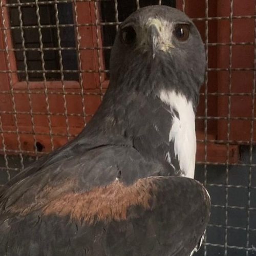 Sema realiza soltura de Gavião-do-rabo-branco após cuidados veterinários em Sorriso