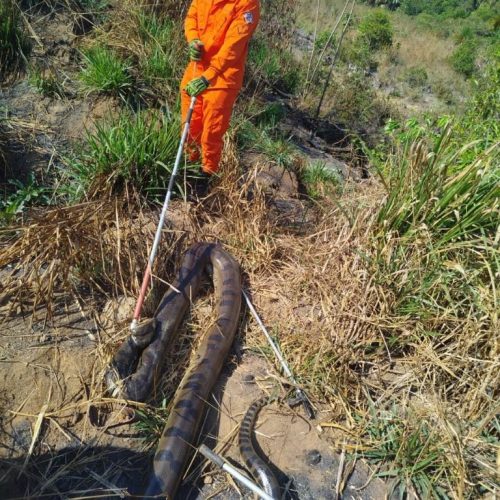 Corpo de Bombeiros resgata sucuri de 5 metros que estava em pátio de empresa de produção de algodão