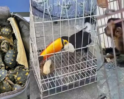 Polícia Civil do RJ deflagra maior operação contra tráfico de animais silvestres no Brasil