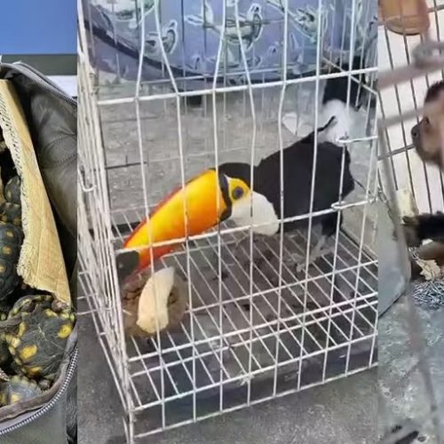 Polícia Civil do RJ deflagra maior operação contra tráfico de animais silvestres no Brasil