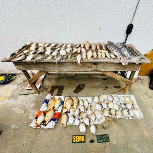 Polícia Militar e Sema apreenderam 47 quilos de pescado em Barão de Melgaço