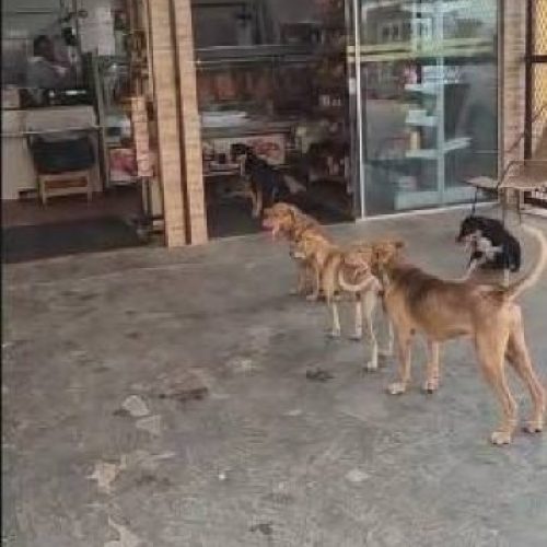 Fila de doguinhos em açougue do CPA 3 encanta moradores em Cuiabá; VEJA VÍDEO