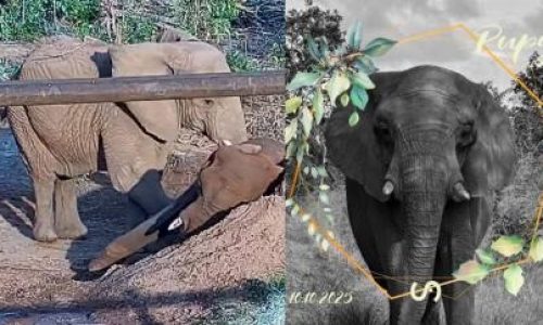 Elefanta resgatada na Argentina morre em santuário em Chapada dos Guimarães