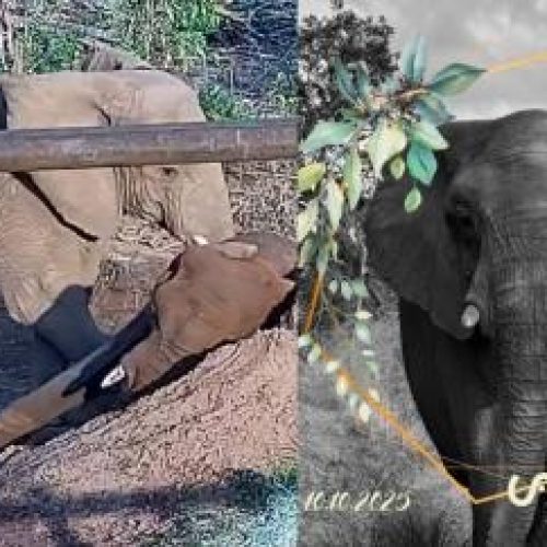 Elefanta resgatada na Argentina morre em santuário em Chapada dos Guimarães