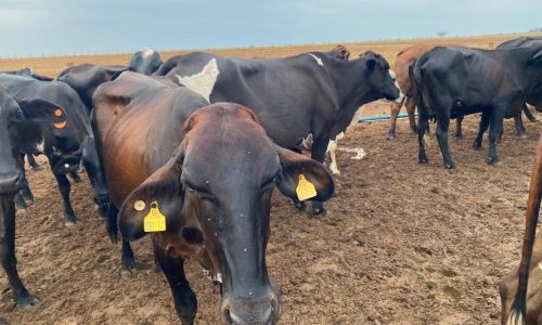 Seaf abre pregão para aquisição de novilhas destinadas à agricultura familiar
