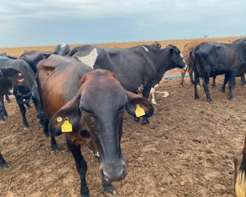 Seaf abre pregão para aquisição de novilhas destinadas à agricultura familiar