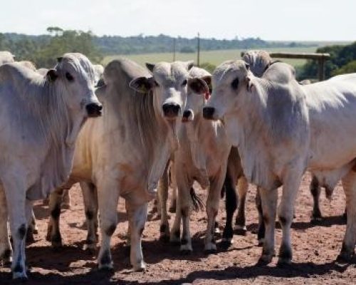 Com tarifas menores nos EUA, Famato prevê ampliação das exportações de carne bovina de Mato Grosso