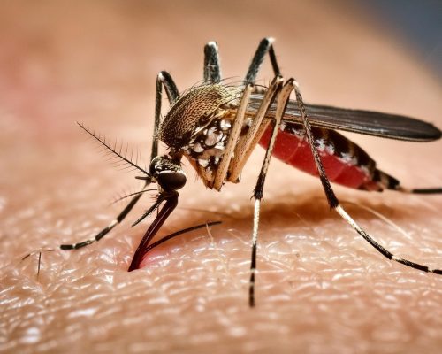 Anvisa aprova primeira vacina de dose única contra a dengue no mundo