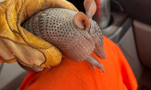 Corpo de Bombeiros Militar resgata tatu-bola de residência