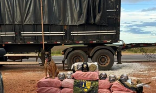 Gefron apreende mais de 400 quilos de skank e causa prejuízo de R$ 1,8 milhão ao crime