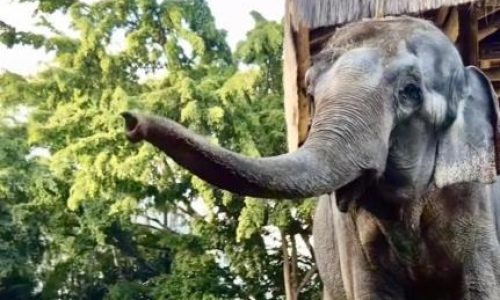 Após quase 2 mil quilômetros de viagem, elefanta Baby chega ao Santuário de Elefantes em Chapada dos Guimarães
