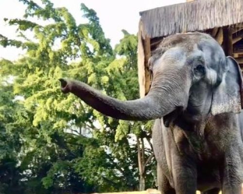 Após quase 2 mil quilômetros de viagem, elefanta Baby chega ao Santuário de Elefantes em Chapada dos Guimarães