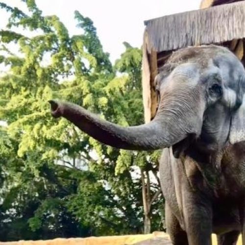 Após quase 2 mil quilômetros de viagem, elefanta Baby chega ao Santuário de Elefantes em Chapada dos Guimarães