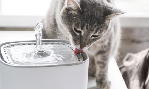 Seu cachorro ou gato bebe pouca água? Veja 8 dicas para evitar a desidratação e proteger a saúde do seu pet
