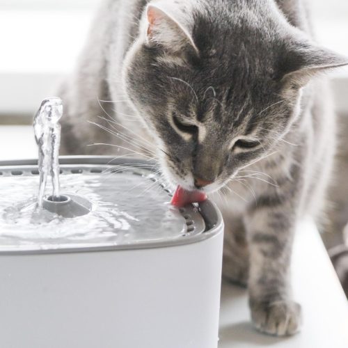 Seu cachorro ou gato bebe pouca água? Veja 8 dicas para evitar a desidratação e proteger a saúde do seu pet