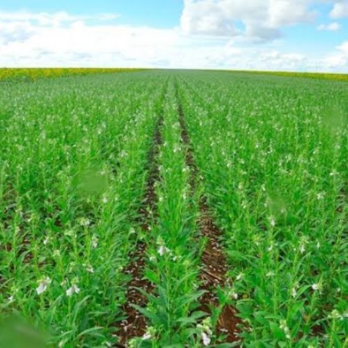 Gergelim ganha espaço em Mato Grosso e supera milho em rentabilidade para produtores