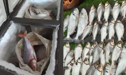 Fiscalização apreende 1,17 tonelada de pescado e prende dois homens em Mato Grosso