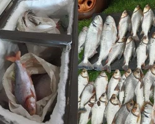 Fiscalização apreende 1,17 tonelada de pescado e prende dois homens em Mato Grosso