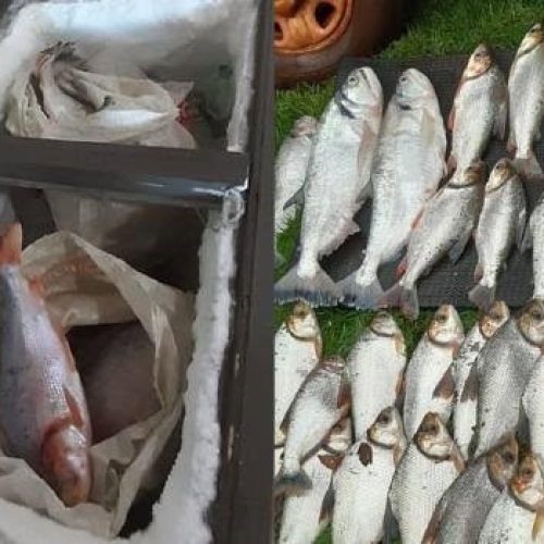 Fiscalização apreende 1,17 tonelada de pescado e prende dois homens em Mato Grosso