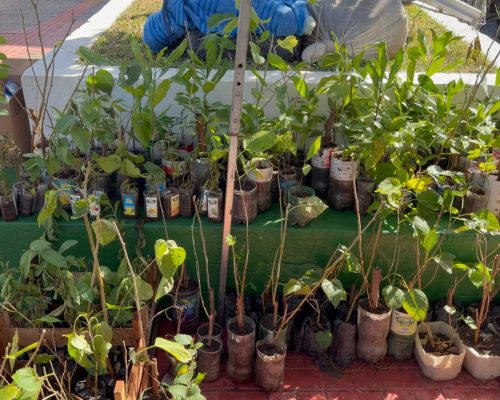 Várzea Grande amplia arborização com distribuição gratuita de mudas para moradores