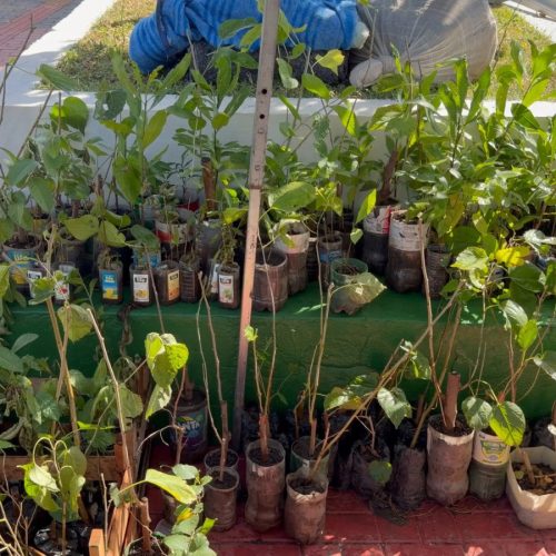 Várzea Grande amplia arborização com distribuição gratuita de mudas para moradores