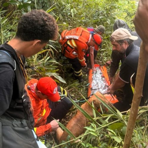 Mulher desaparecida é encontrada com vida após dias na mata em MT