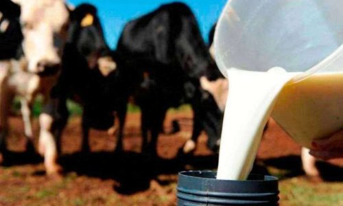 Sem receber pela produção, produtores vendem animais e enfrentam crise após fechamento de laticínio em MT