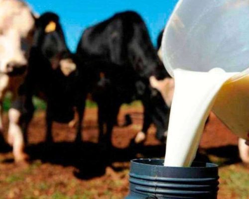 Sem receber pela produção, produtores vendem animais e enfrentam crise após fechamento de laticínio em MT