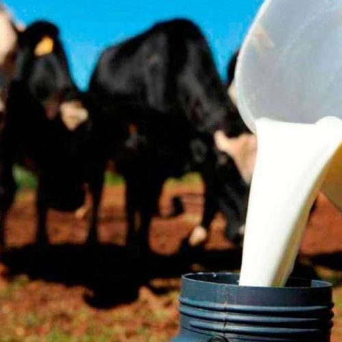 Sem receber pela produção, produtores vendem animais e enfrentam crise após fechamento de laticínio em MT
