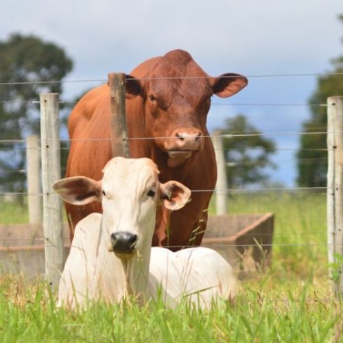 rei do gado mato grosso