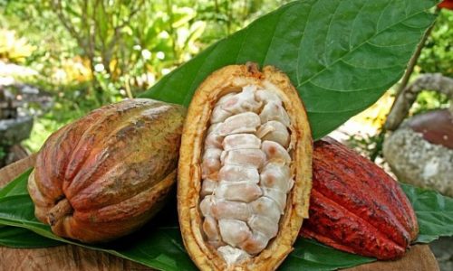 Chocolate de Mato Grosso ganha força e impulsiona nova fronteira do cacau no Brasil  Linha fina: