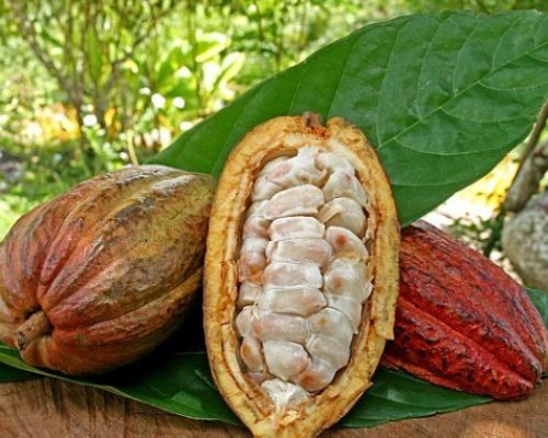 Chocolate de Mato Grosso ganha força e impulsiona nova fronteira do cacau no Brasil  Linha fina:
