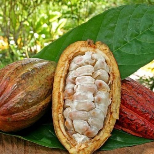 Chocolate de Mato Grosso ganha força e impulsiona nova fronteira do cacau no Brasil  Linha fina: